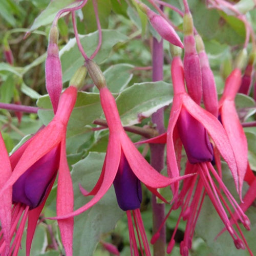 Fuchsia de Magellan Tricolor - Fuchsia magellanica tricolor - Plantes