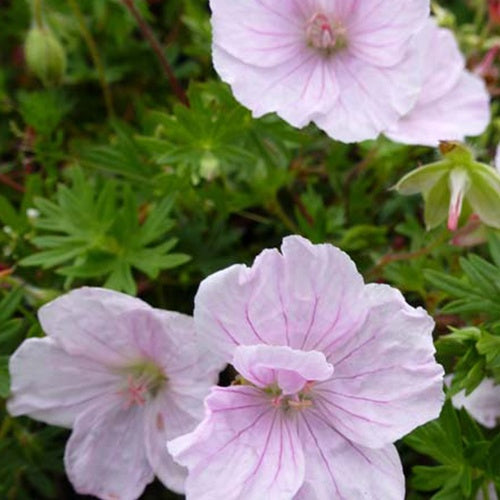 Géranium vivace sanguin Apfelblüte - Geranium sanguineum apfelblüte - Plantes