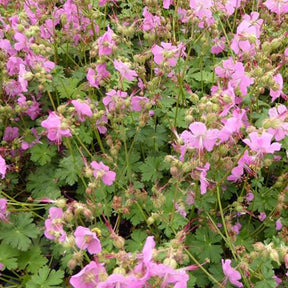 3 Géraniums vivaces Cambridge - Geranium x cantabrigiense berggarten - Plantes