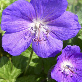 Géranium vivace Gold Leaf - Geranium psilostemon gold leaf - Plantes