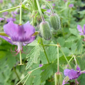 Géranium vivace Monacense - Geranium x monacense - Plantes