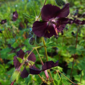 Géranium vivace Mourning Widow - Geranium phaeum mourning widow - Plantes