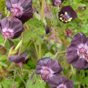 Géranium vivace Angelina - Geranium phaeum angelina - Plantes