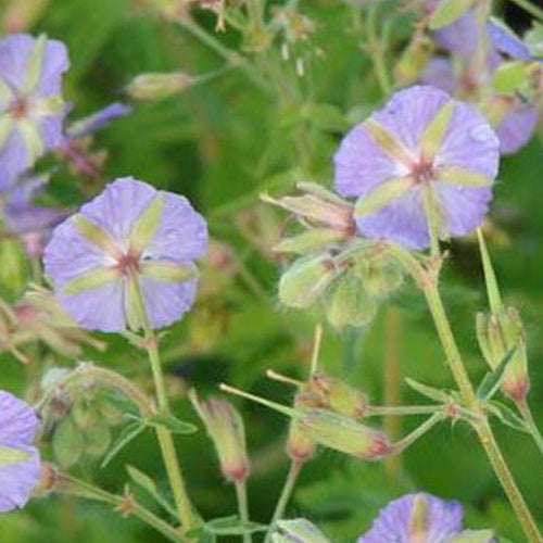 Géranium vivace Blauwvoet - Geranium phaeum blauwvoet - Plantes