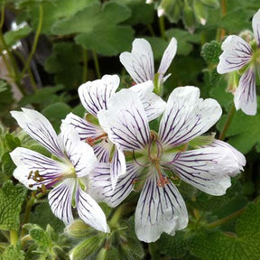 Géranium vivace à feuilles de crèpe - Geranium renardii - Plantes