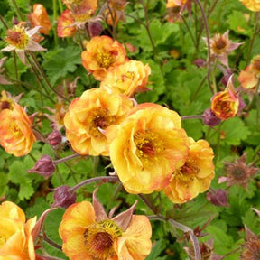 Benoîte Alabama Slammer - Geum alabama slammer ( cocktails series ) - Plantes