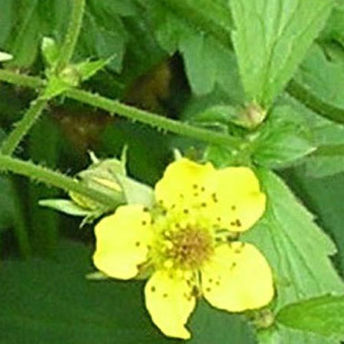 Benoîte commune - Geum urbanum - Plantes