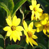 Tournesol vivace géant - Helianthus atrorubens giganteus - Plantes