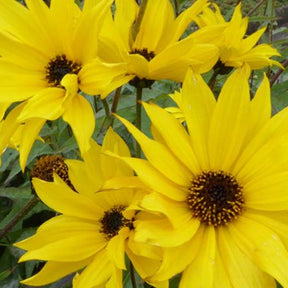 Tournesol vivace Monarch - Helianthus atrorubens monarch - Plantes