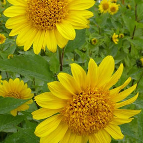 Tournesol vivace Capenoch Star - Helianthus decapetalus capenoch star - Plantes