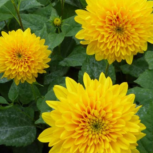 Tournesol vivace Soleil dOr - Helianthus decapetalus soleil dor - Plantes