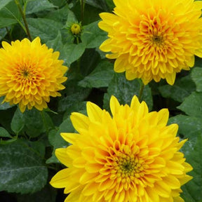 Tournesol vivace Soleil dOr - Helianthus decapetalus soleil dor - Plantes