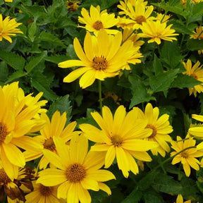 Héliopside Mars - Heliopsis helianthoides mars - Plantes