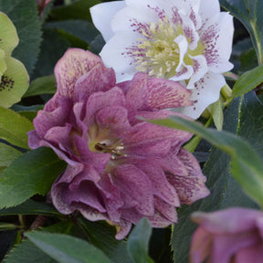 Hellébore d'Orient double - Helleborus orientalis  double flower mixed colors - Plantes