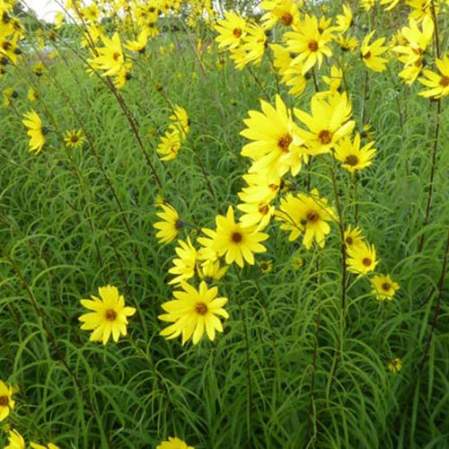 Tournesol vivace à feuilles de saule - Helianthus salicifolius - Plantes