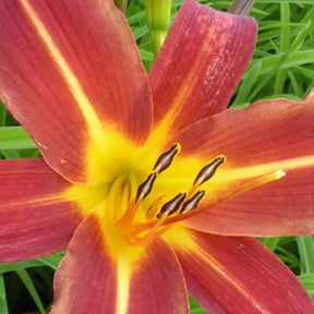 Hémérocalle Autumn Red - Hemerocallis autumn red - Plantes