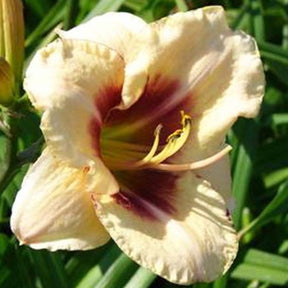 Hémérocalle Dream Legacy - Hemerocallis dream legacy - Plantes