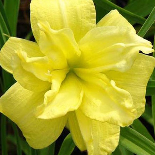 Hémérocalle Double River Wye - Hemerocallis double river wye - Plantes