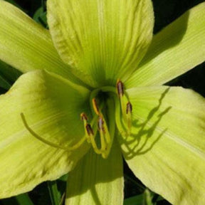 Hémérocalle Greenland - Hemerocallis greenland - Plantes