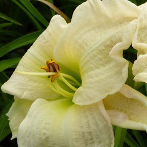 Hémérocalle Gentle Shepherd - Hemerocallis gentle shepherd - Plantes