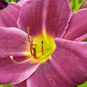 Hémérocalle Grape Velvet - Hemerocallis grape velvet - Plantes