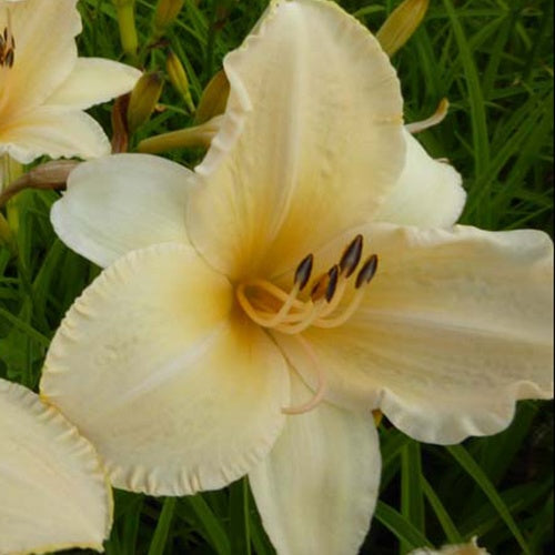 Hémérocalle Helle Berlinerin - Hemerocallis helle berlinerin - Plantes