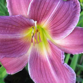 Hémérocalle Indian Giver - Hemerocallis indian giver - Plantes