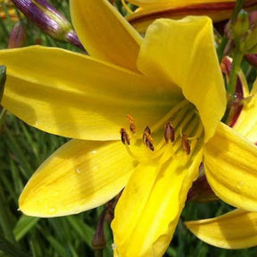 Hémérocalle Lemon Bells - Hemerocallis lemon bells - Plantes