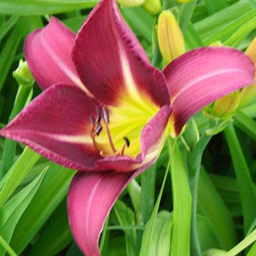 Hémérocalle Lavender Deal - Hemerocallis lavender deal - Plantes