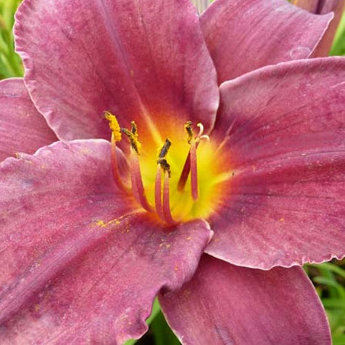 Hémérocalle Minstrel Boy - Hemerocallis minstrel boy - Plantes