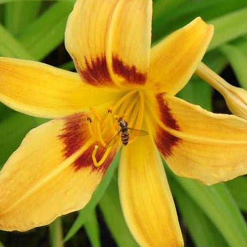 Hémérocalle Mikado - Hemerocallis mikado - Plantes