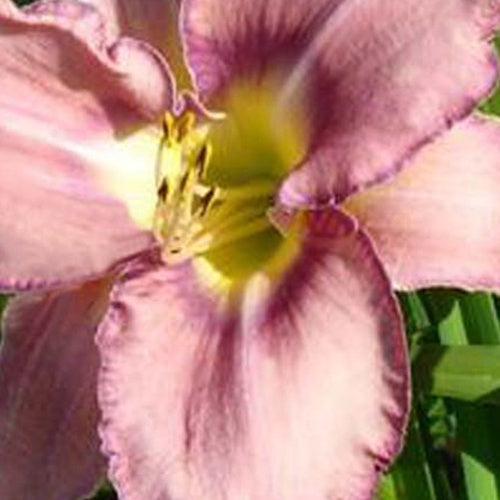 Hémérocalle Mildred Mitchell - Hemerocallis mildred mitchell - Plantes