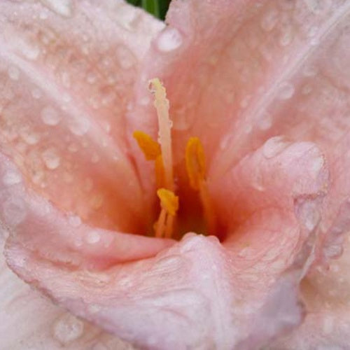 Hémérocalle On and On - Hemerocallis on and on - Plantes