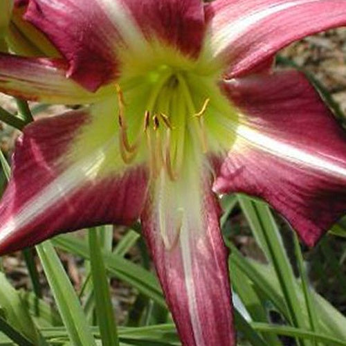 Hemerocalle Peacock Maiden - Hemerocallis peacock maiden - Plantes