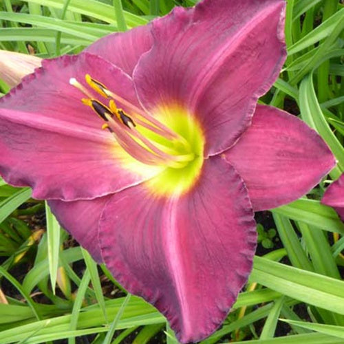 Hémérocalle Strutter's Ball - Hemerocallis strutters ball - Plantes