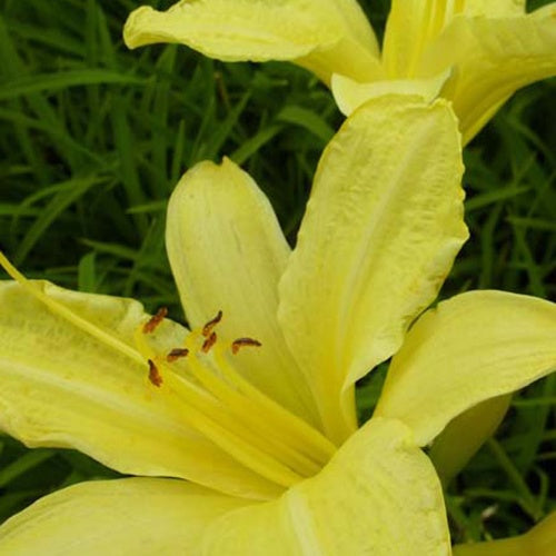 Hémérocalle Silver King - Hemerocallis silver king - Plantes