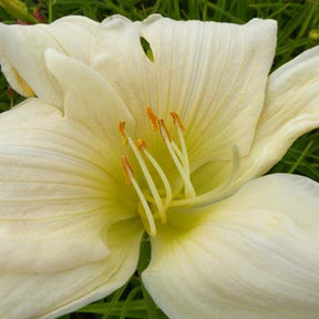 Hémérocalle Serena Madonna - Hemerocallis serena madonna - Plantes