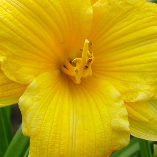 Hémérocalle Texas Sunlight - Hemerocallis texas sunlight - Plantes