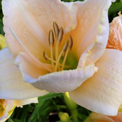 Hémérocalle White Temptation - Hemerocallis white temptation - Plantes