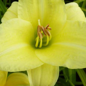 Hémérocalle Rain Song - Hemerocallis rain song - Plantes