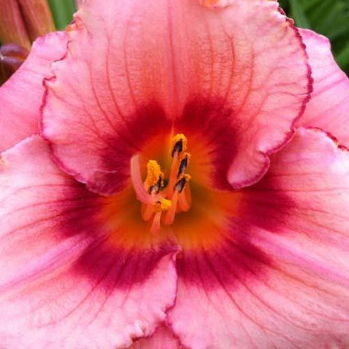 Hémérocalle Strawberry Swirl - Hemerocallis strawberries swirl - Plantes