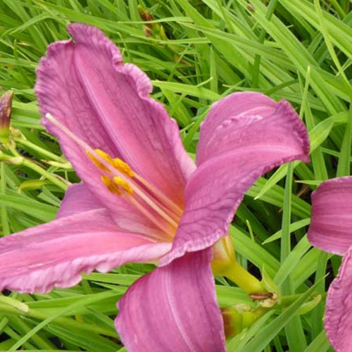 Hémérocalle Summer Wine - Hemerocallis summer wine - Plantes