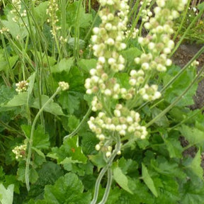 Heuchère Green Ivory - Heuchera green ivory - Plantes