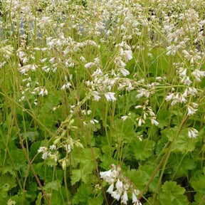 3 Heuchères sanguines White Cloud - Heuchera sanguinea white cloud - Plantes