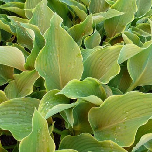 Hosta Abba Dabba Do - Hosta abba dabba do - Plantes