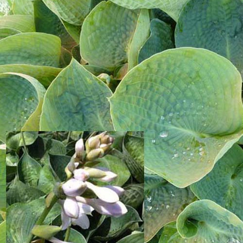 Hosta Drinking Gourd - Hosta abiqua drinking gourd - Plantes