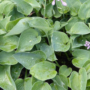 Hosta Blue Cadet - Hosta blue cadet - Plantes