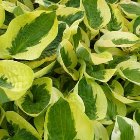 Hosta Brim Cup - Hosta brim cup - Plantes