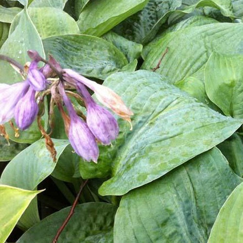 Hosta Blue Mammoth - Hosta hybride blue mammoth - Plantes vivaces