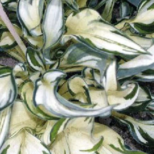 Hosta Fireworks - Hosta fireworks - Plantes